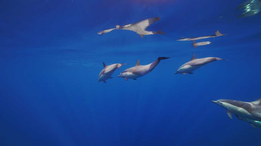 California Dolphins